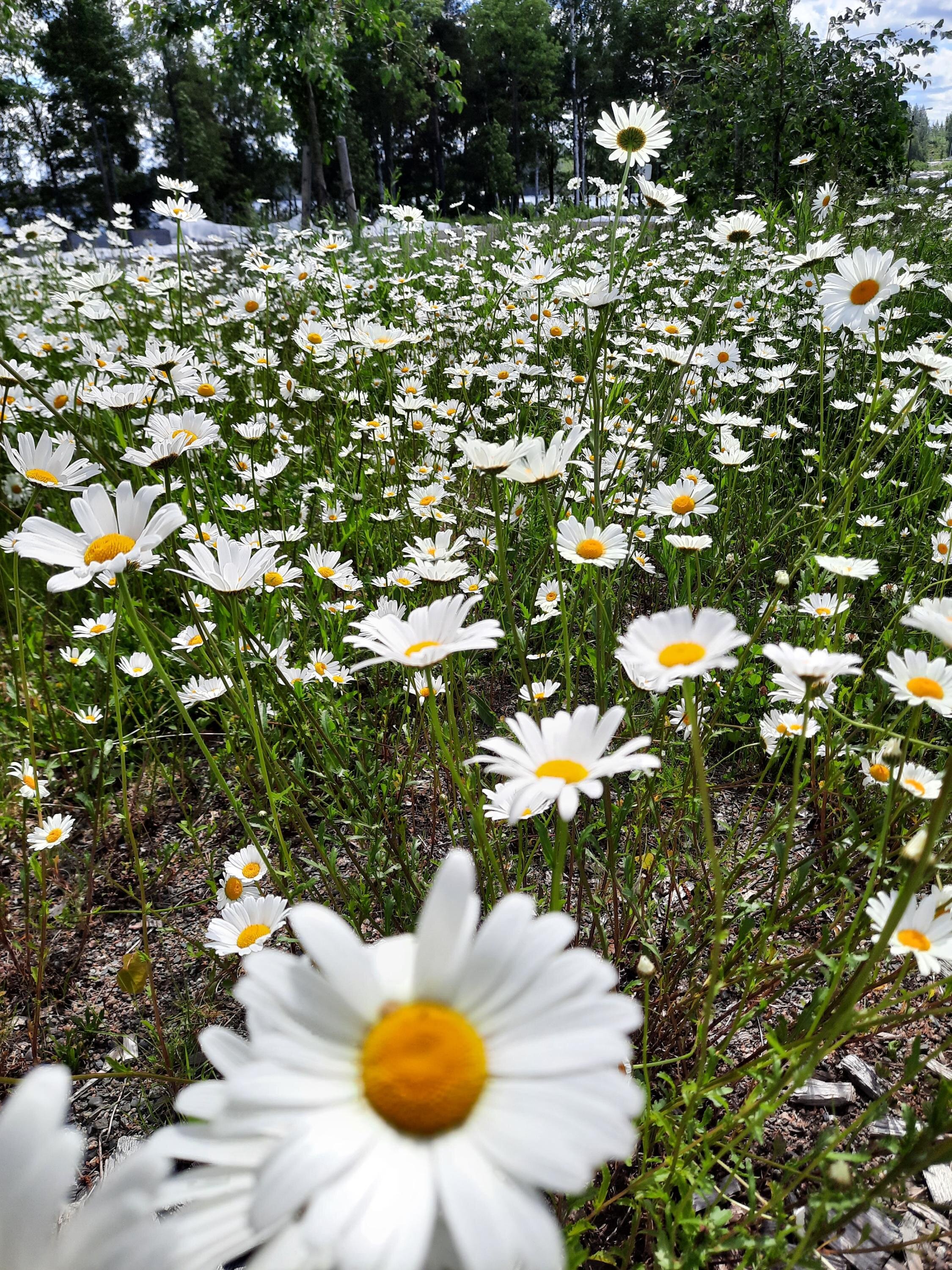 Kaisa Koskelin cover photo